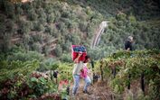 Vindima no Douro 