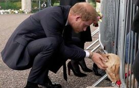 Que ternura! Príncipe Harry "consolou" cão durante passeio de luto por Isabel II em Windsor
