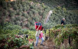 As fabulosas vindimas no Douro 
