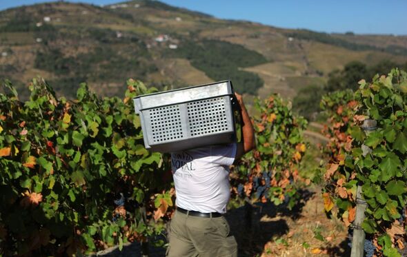 A vindima no Douro 