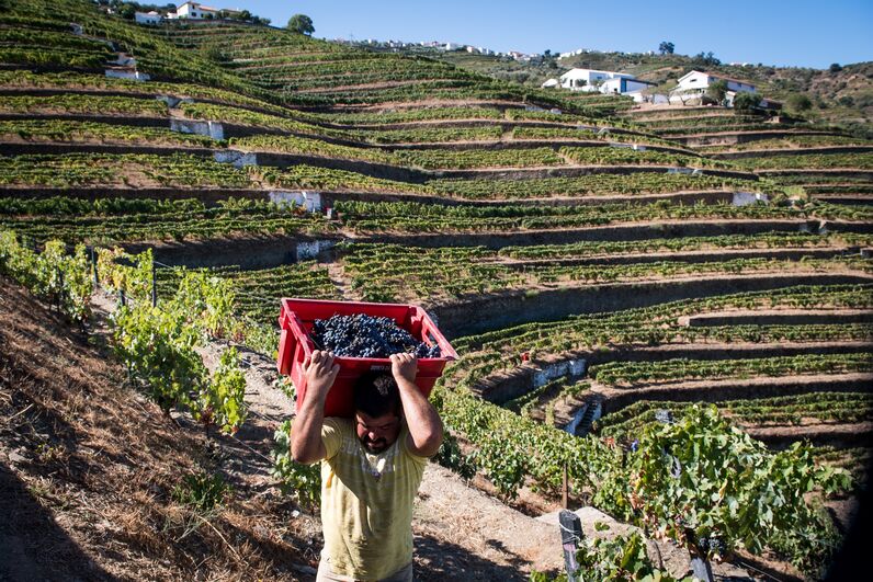 Vindima no Douro 