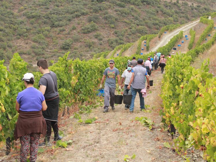 Vindima no Douro 