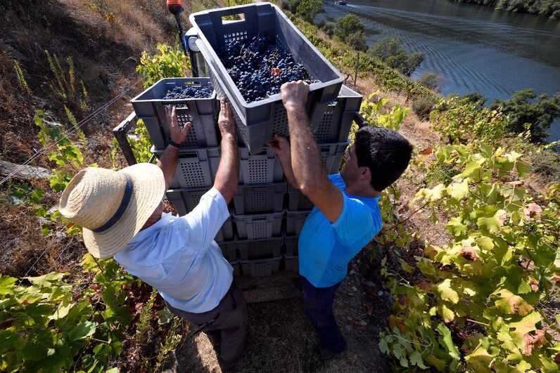 Vindima no Douro 