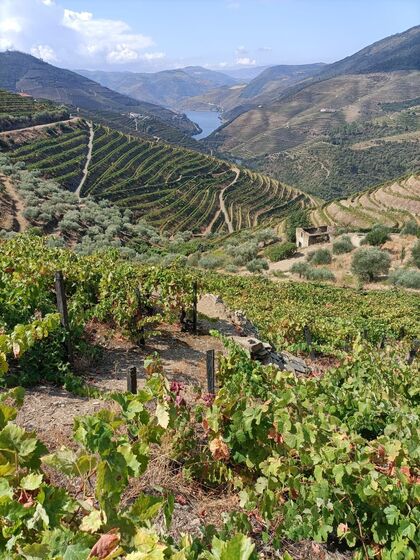 Vindima no Douro 