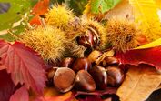Castanhas