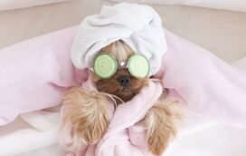 O seu patudo tratado como um rei! Vá para um hotel de luxo e leve o amigo de quatro patas