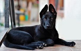 Quais os tipos de música que o seu cão pode gostar e porquê