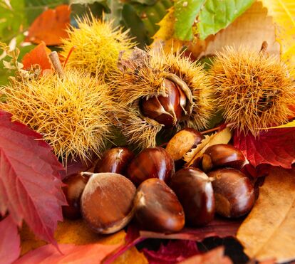 O que é bio é bom! 5 mercados onde encontrar castanhas, frutos secos e legumes dos melhores produtores nacionais