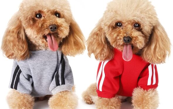 Sweatshirt Amazon 11,99€