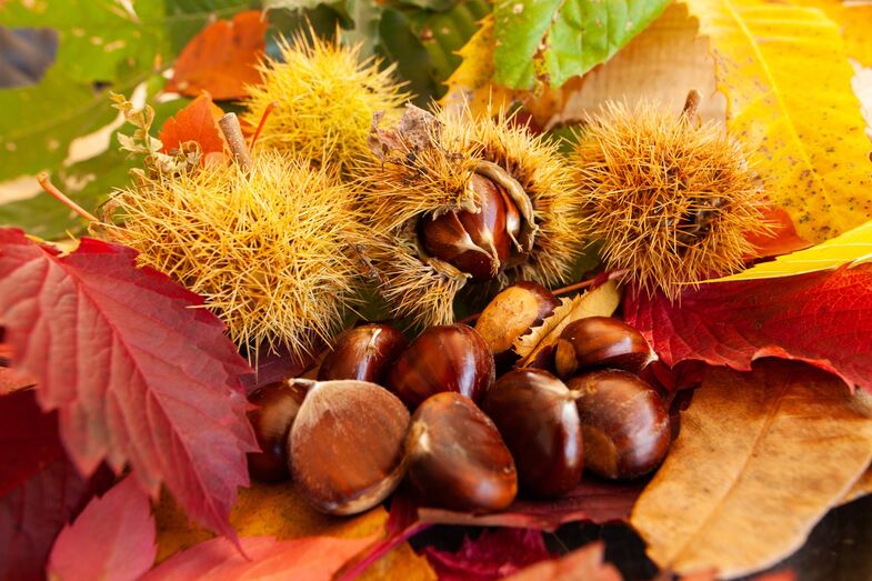 Castanhas