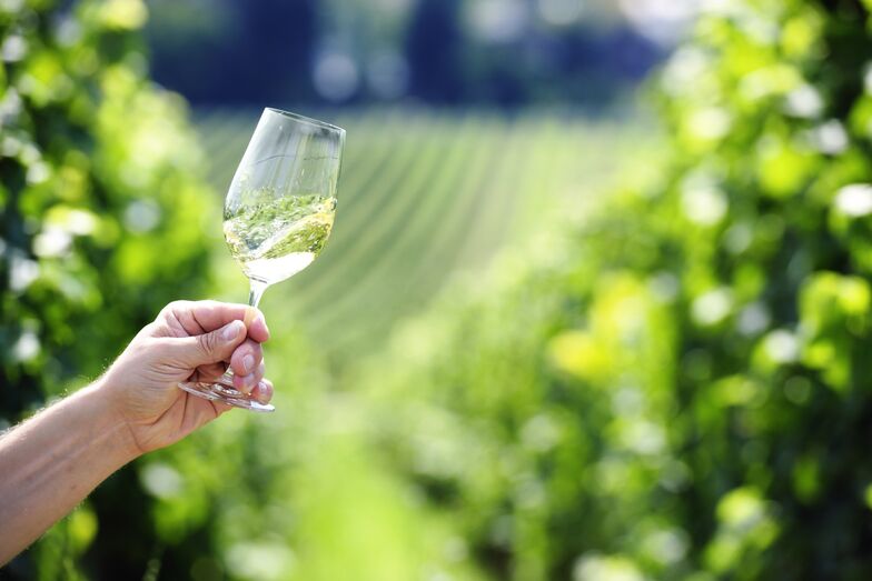 vinhas, outono, passeios 