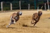 Galgo Inglês