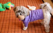 cão com roupa 
