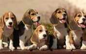 Beagle 