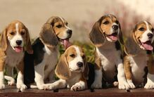 Beagle 
