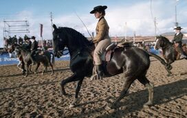 Agora com um novo e melhorado espaço, a Feira Nacional do Cavalo está de volta à Golegã e promete muitas novidades