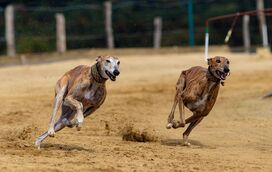 Um marco histórico! País de Gales avança para proibição das corridas de galgos