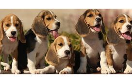 O maior resgate de sempre: mais de 1000 cães Beagle ganham uma nova vida após serem salvos de anos fechados para testes