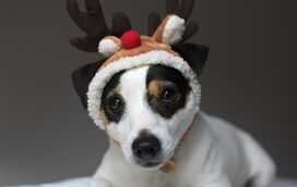 Saiba quais são os alimentos proibidos para o seu cão no Natal, mas compense-o com uma deliciosa receita!
