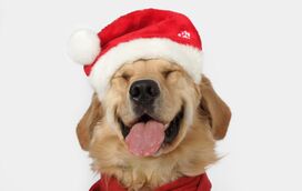 Vá de férias mas deixe o seu patudo em boas mãos! 8 hotéis que vão tratar o seu cão como um rei