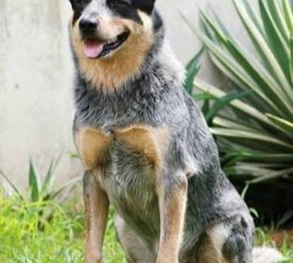 Saiba quais são as quatro raças de cães com maior longevidade