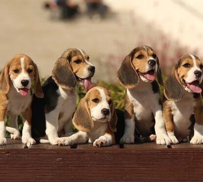 O maior resgate de sempre: mais de 1000 cães Beagle ganham uma nova vida após serem salvos de anos fechados para testes