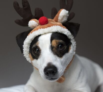Saiba quais são os alimentos proibidos para o seu cão no Natal, mas compense-o com uma deliciosa receita!