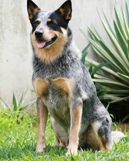 Saiba quais são as quatro raças de cães com maior longevidade