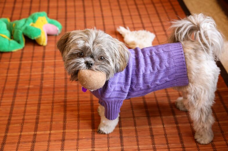 cão com roupa 