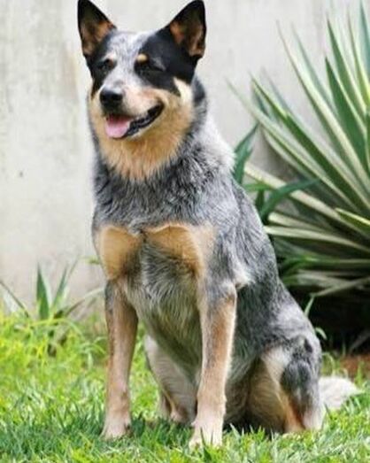 Boiadeiro-australiano