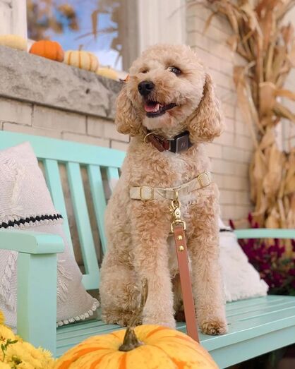 Poodle