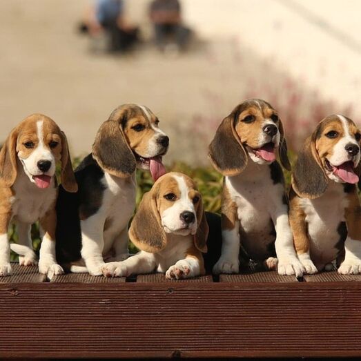 Beagle 