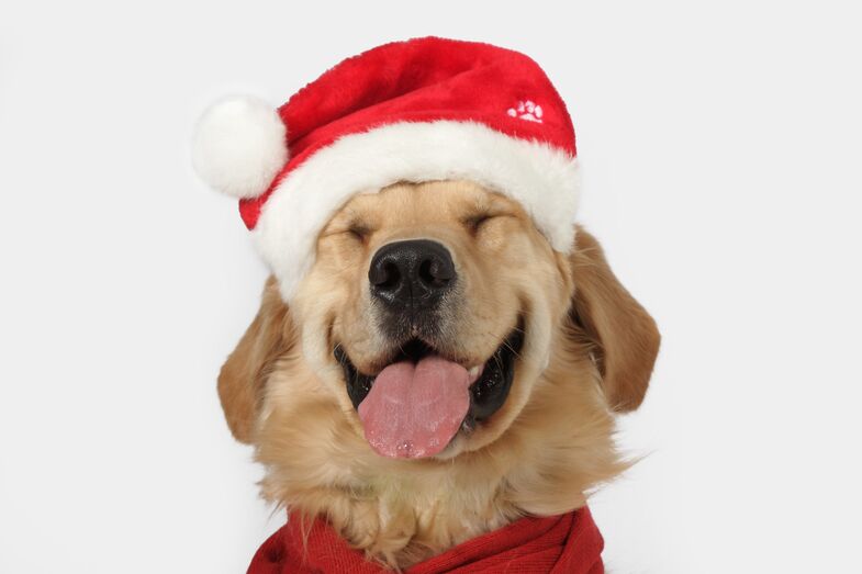 Cão natal 