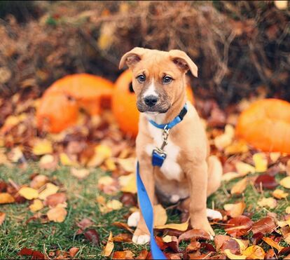 Um novo amigo em casa? 6 regras de ouro para que a adoção do seu patudo não seja um fiasco