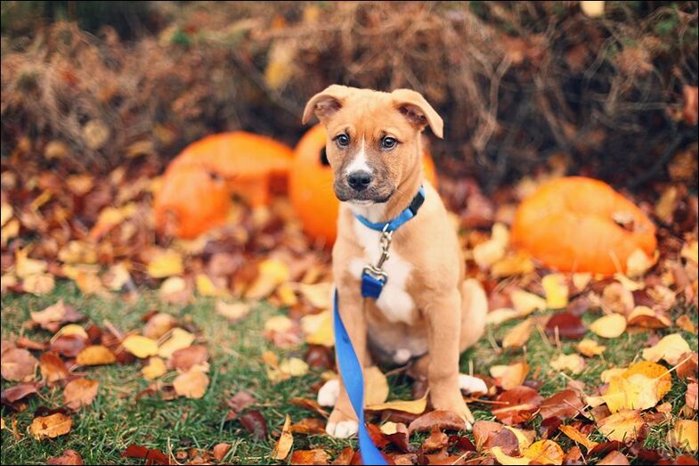 animal de estimação