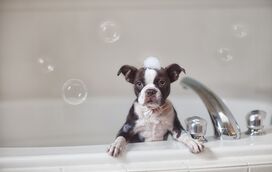 Está na hora do banho! Deixe os seus patudos cheirosos e a brilhar sem stress
