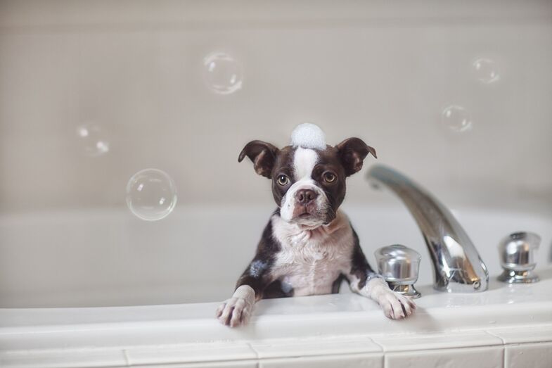 banho cão