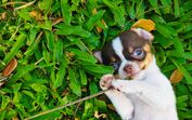 cão no jardim 