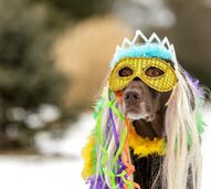 cão com máscara de carnaval