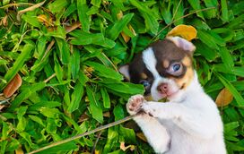 Vá para a rua em boa companhia! Os melhores parques e jardins para passear com o seu patudo em Lisboa