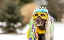 O seu animal também tem direito a festejar o Carnaval, mas sem stress. 7 dicas para que o seu pet não entre em stress
