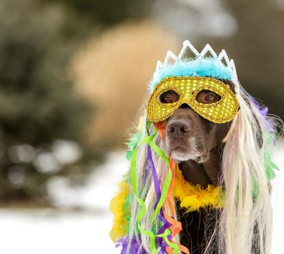O seu animal também tem direito a festejar o Carnaval, mas sem stress. 7 dicas para que o seu pet não entre em stress