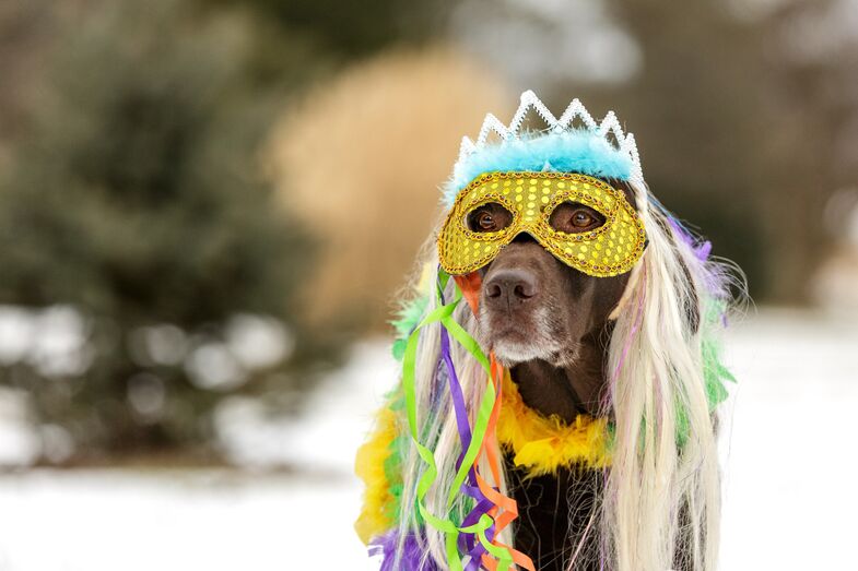 cão com máscara de carnaval