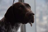 Pointer Alemão