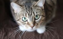 Quer um babysitter para o seu gato? Vá de férias e deixe-o a ser mimado no conforto do lar
