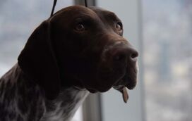 Eles são os nossos melhores amigos! São estes os cães mais populares