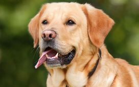 O Labrador foi destronado e há um novo rei! Conheça os 10 cães mais populares dos Estados Unidos