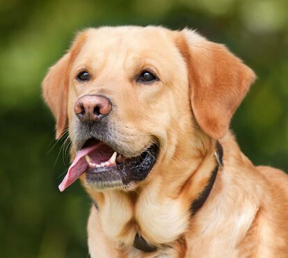 O Labrador foi destronado e há um novo rei! Conheça os 10 cães mais populares dos Estados Unidos
