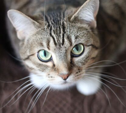 Quer um babysitter para o seu gato? Vá de férias e deixe-o a ser mimado no conforto do lar