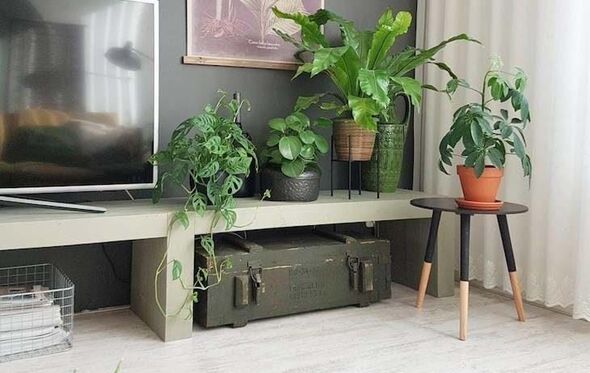 Plantas em casa
